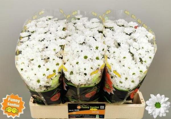 Vollsortiment - Chrysantheme santini, weiß, einfach - 5 Stiele